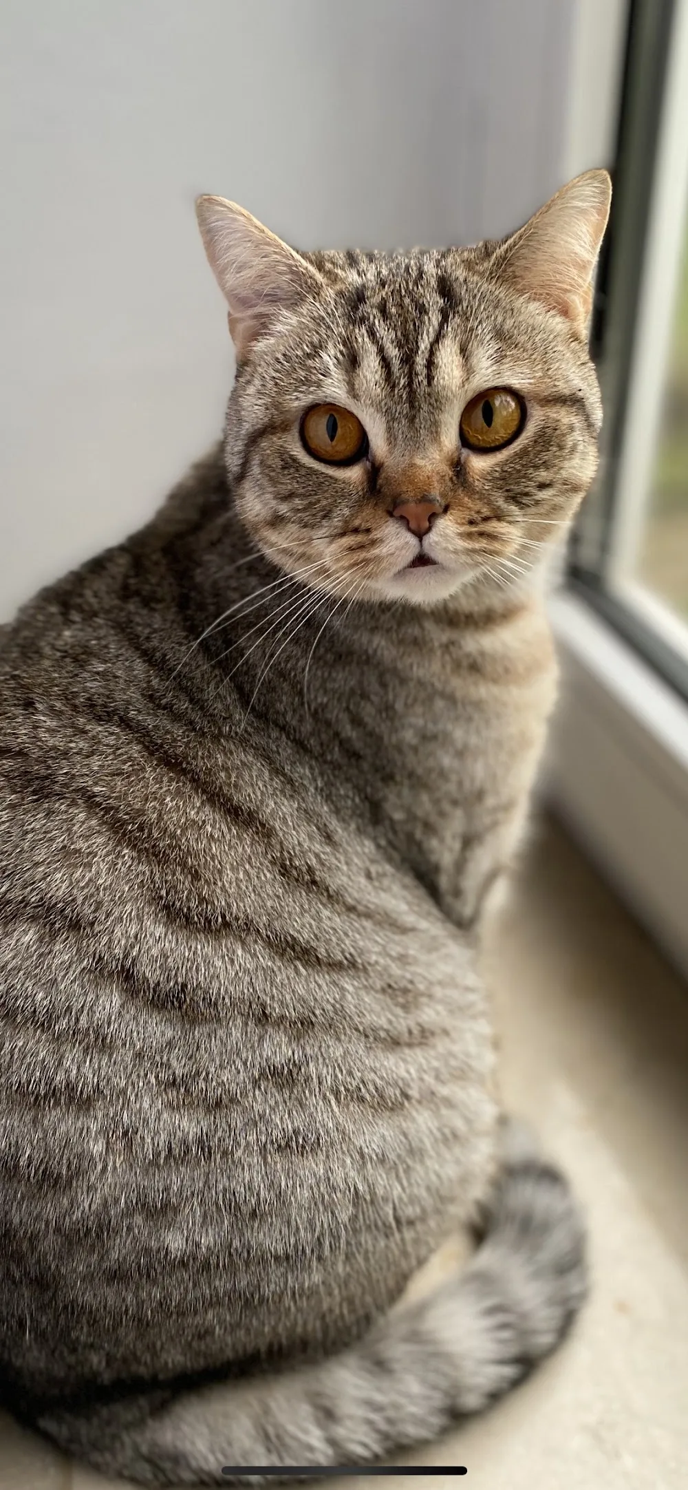 Mobile Katzenbetreuung Janine Lersch - Dorsten pet otel görseli 2