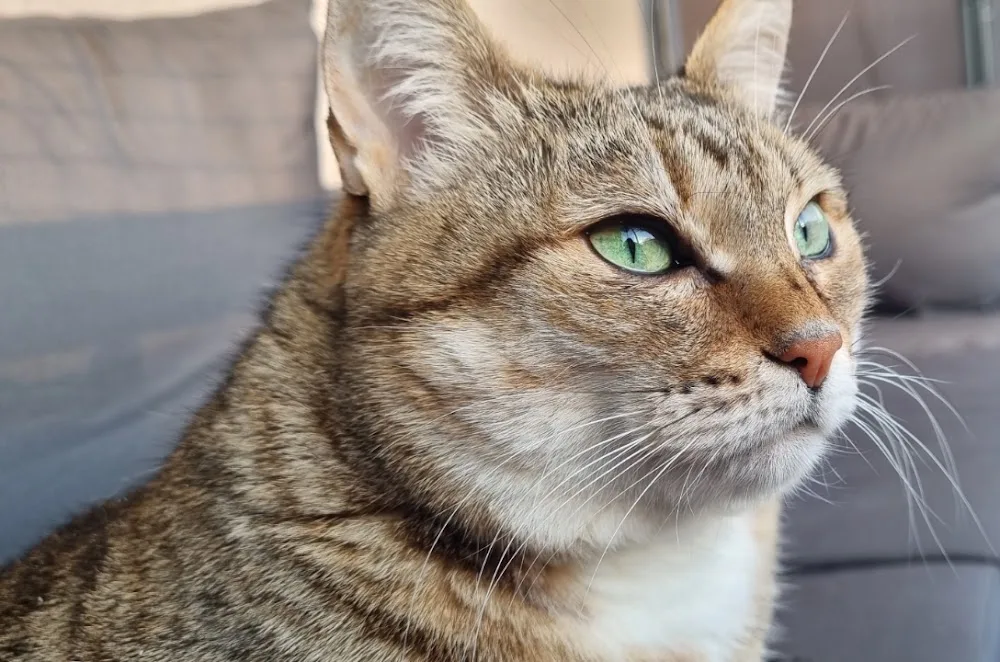 Mobile Katzenbetreuung Janine Lersch - Dorsten pet otel görseli 3