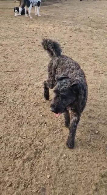 Pro-Hund S. Šojat - Dorsten pet otel