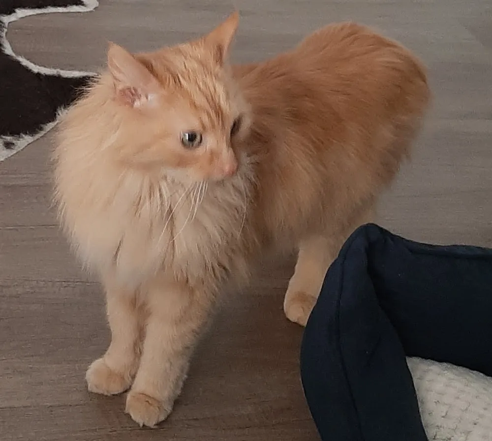 Tierpension Sandforter Hof - Dorsten pet otel görseli 3