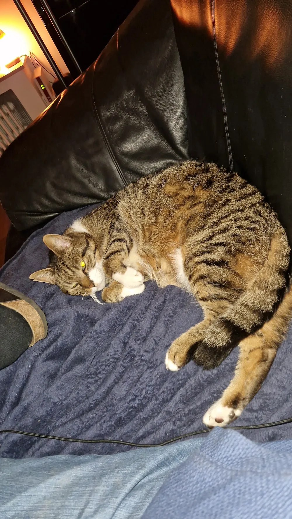 Tierpension Tipp - Dorsten pet otel görseli 3