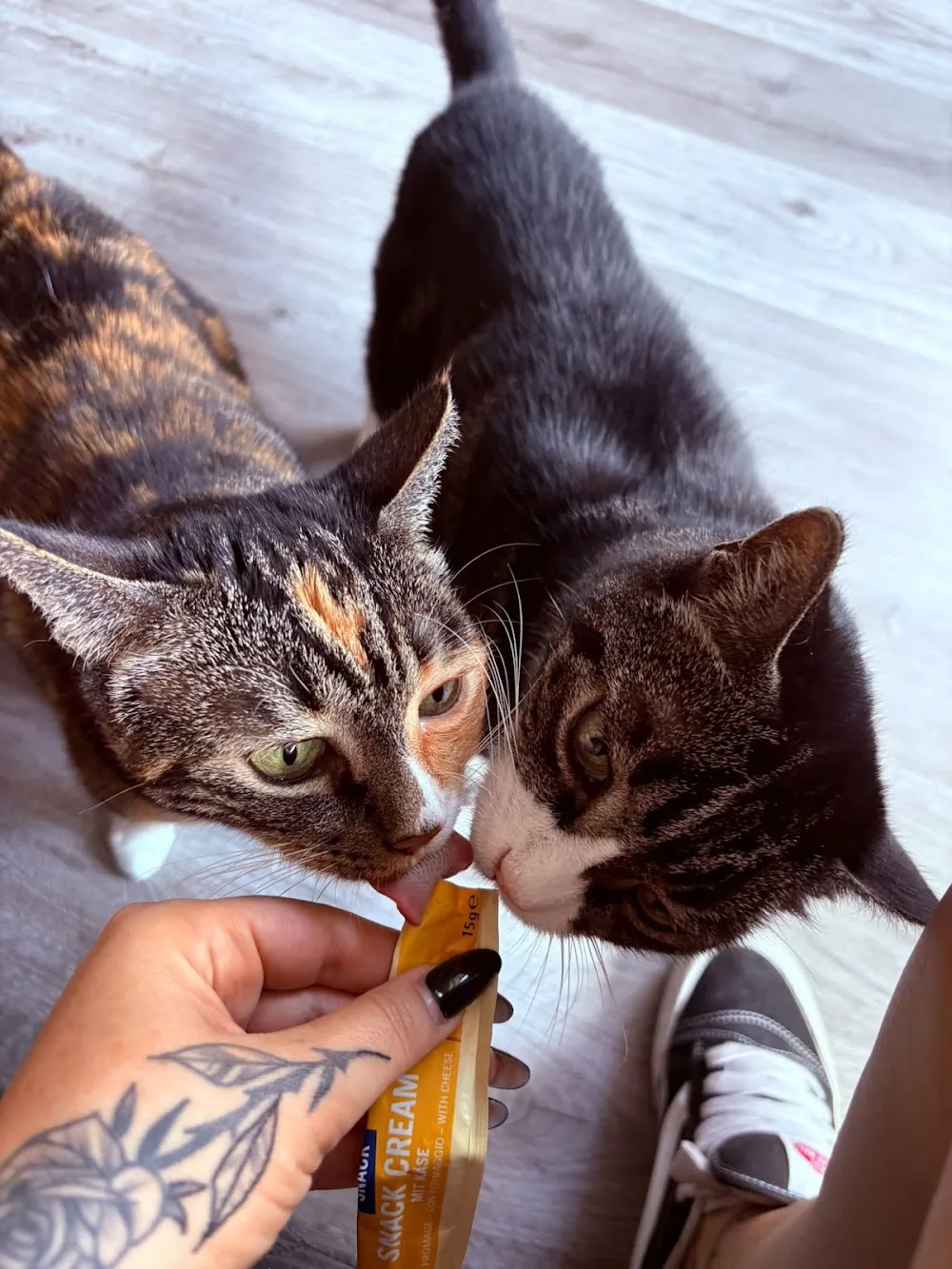 Zertifizierte Katzensitterin & mobile Katzenbetreuung in Bottrop & Umgebung - Dorsten pet otel
