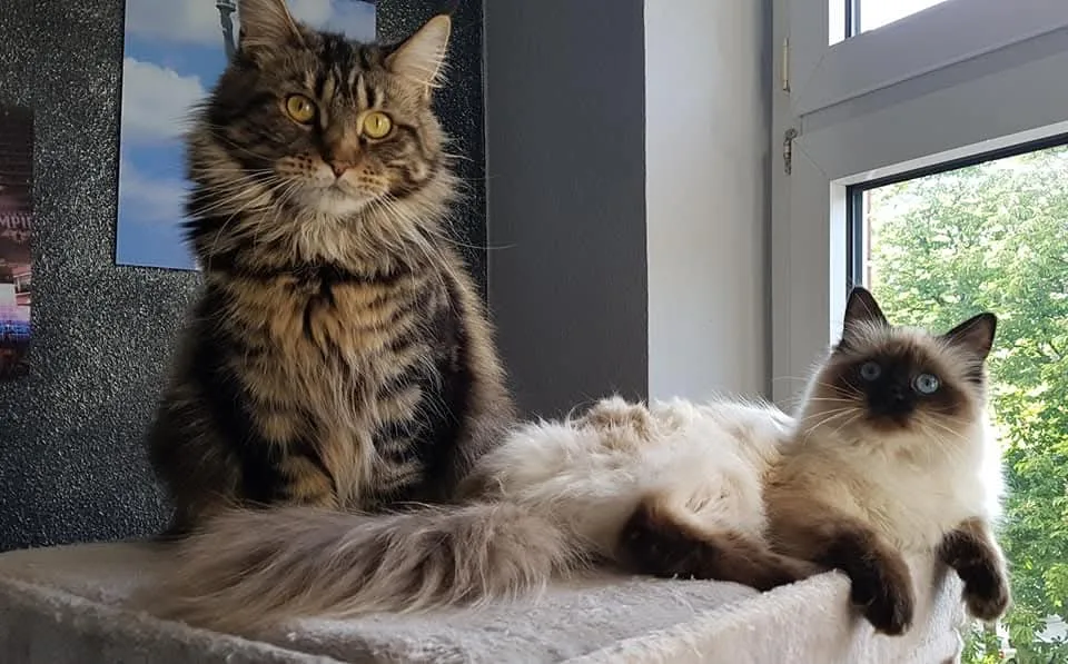 Zertifizierte Katzensitterin & mobile Katzenbetreuung in Bottrop & Umgebung - Dorsten pet otel görseli 3