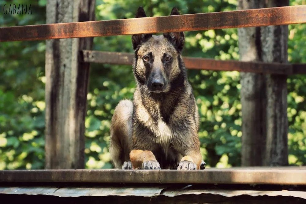 AKORA - Garde d’animaux à votre domicile - Promeneur de chiens - Kinésiologie Communication et Bien être animal - Doubs pet otel görseli 3