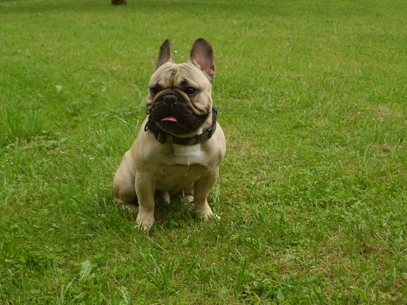 Educ'Services Romuald Thiriot - Pension canine Doubs - Doubs pet otel görseli 3