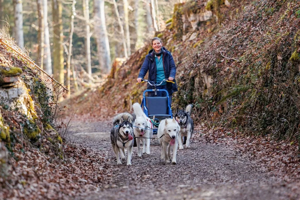 huskys et educ. - Doubs pet otel görseli 2