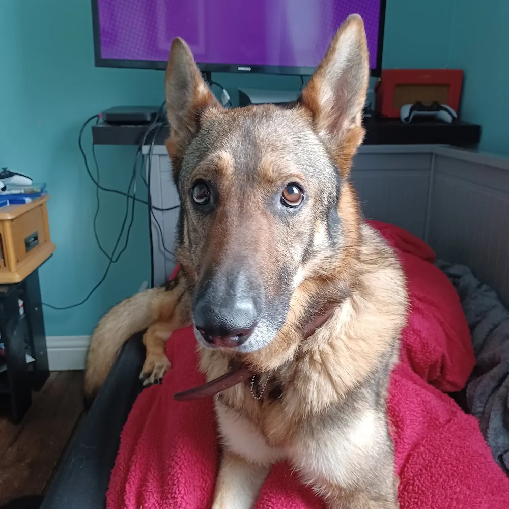 Ashley's Boarding Kennels - Downham Market pet otel