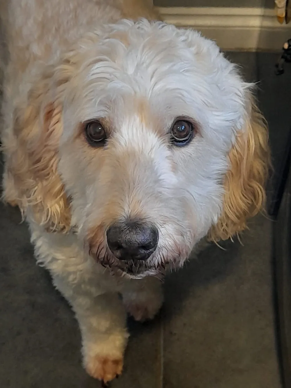 Denver Kennels - Downham Market pet otel görseli 3