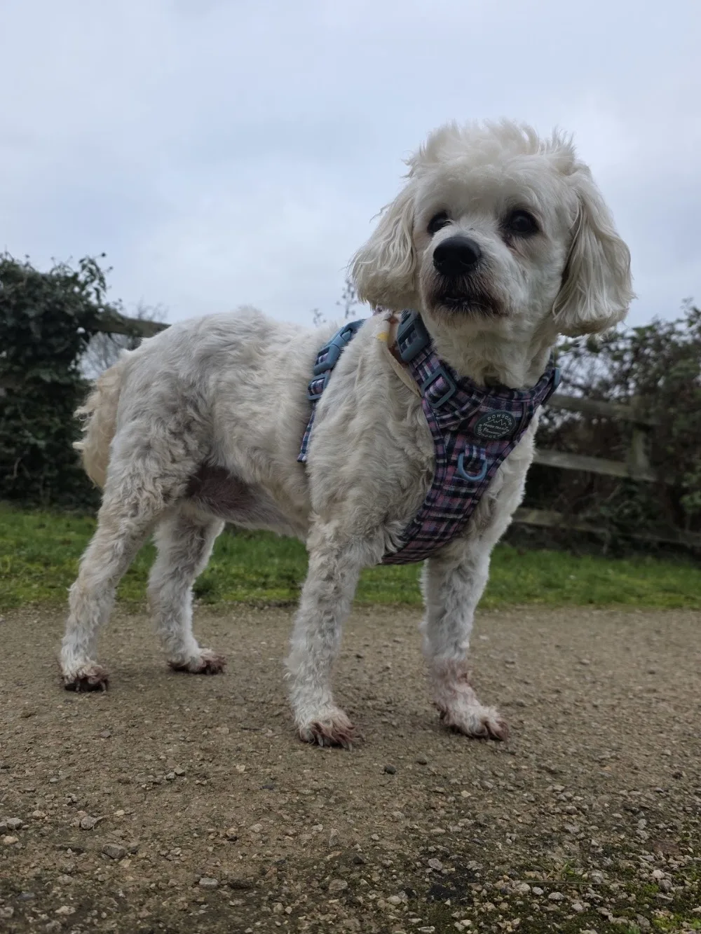 Plums Tail Wag Inn - Downham Market pet otel görseli 3