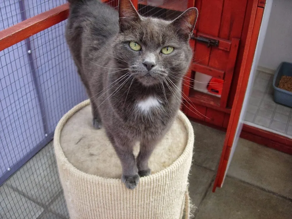 The Cat's Whiskers Boarding Cattery - Downham Market pet otel görseli 3