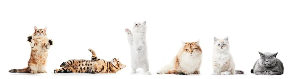 De Kattenherberg - Drachtstercompagnie pet otel