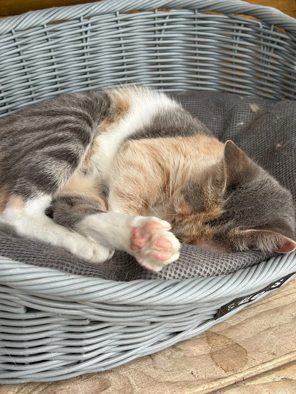 De Kattenherberg - Drachtstercompagnie pet otel görseli 3