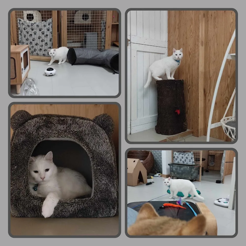Kattenhotel Rebelse Rakkers - Drachtstercompagnie pet otel
