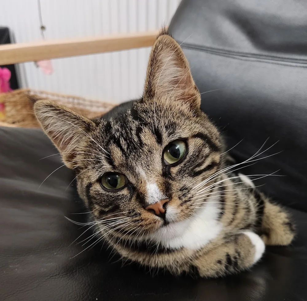 Kattenhotel Rebelse Rakkers - Drachtstercompagnie pet otel görseli 3