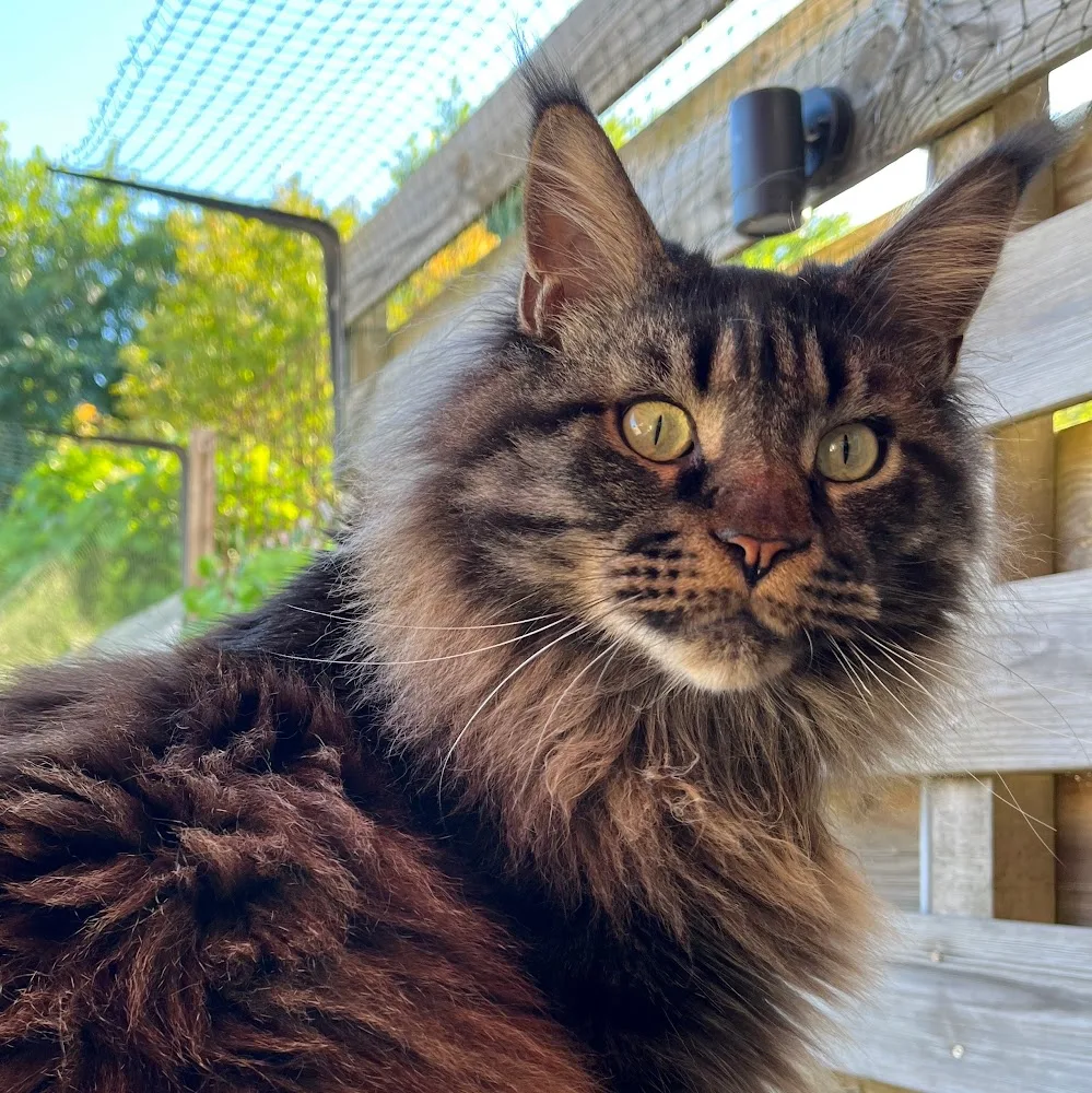 Kattenhotel Rebelse Rakkers - Drachtstercompagnie pet otel görseli 4