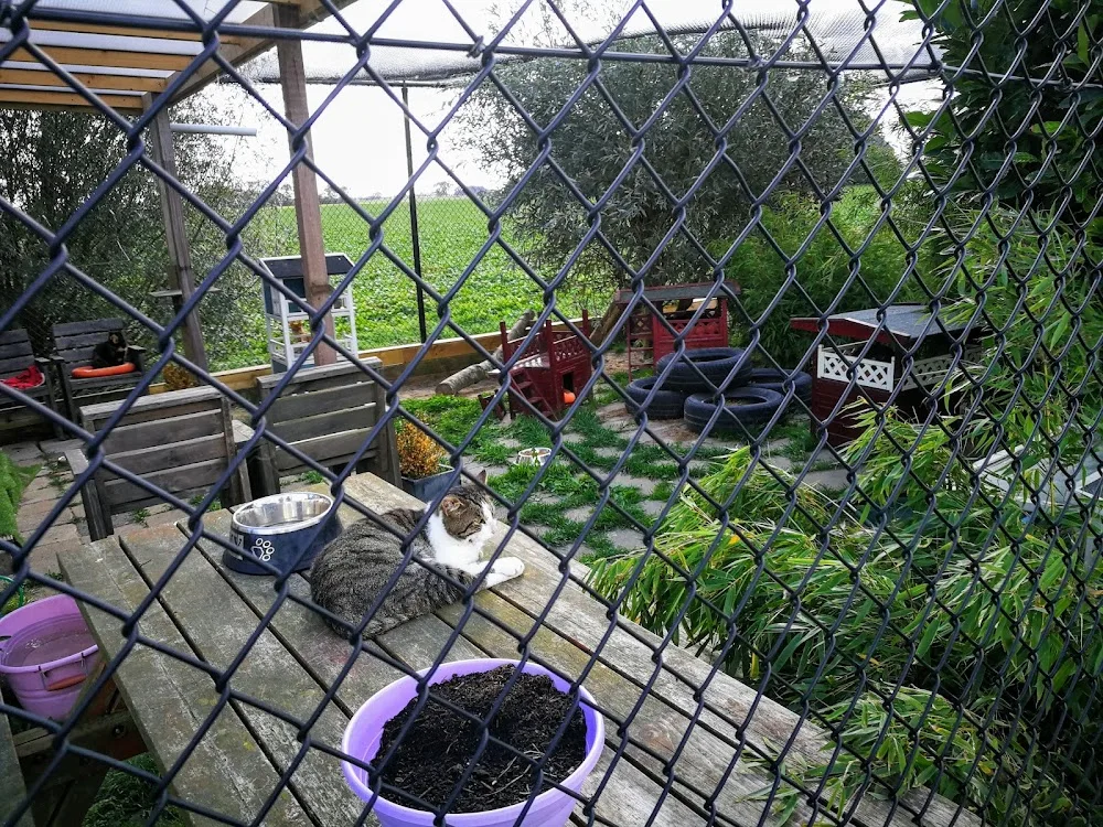 Kattenopvang Bastet - Drachtstercompagnie pet otel