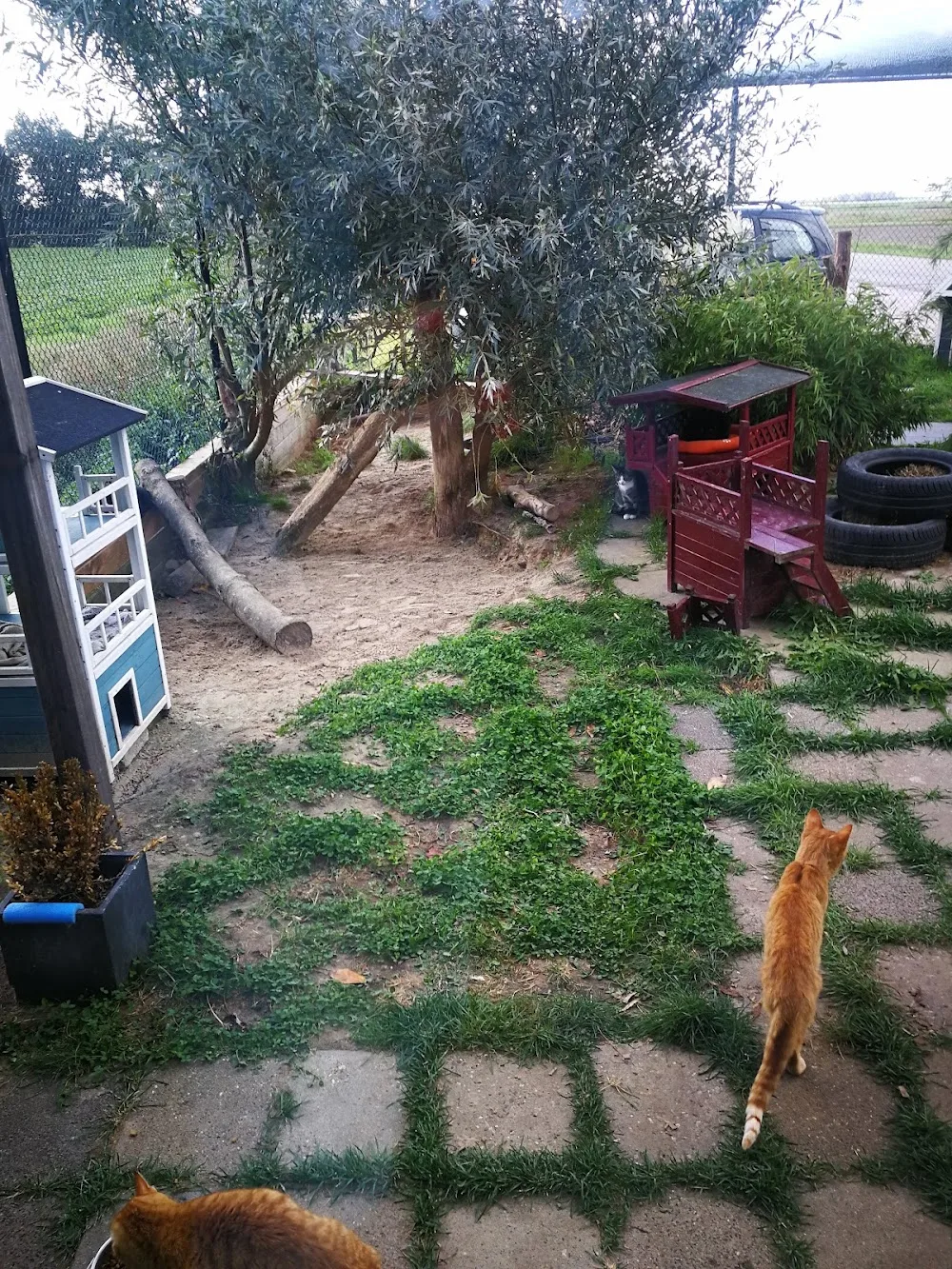 Kattenopvang Bastet - Drachtstercompagnie pet otel görseli 3