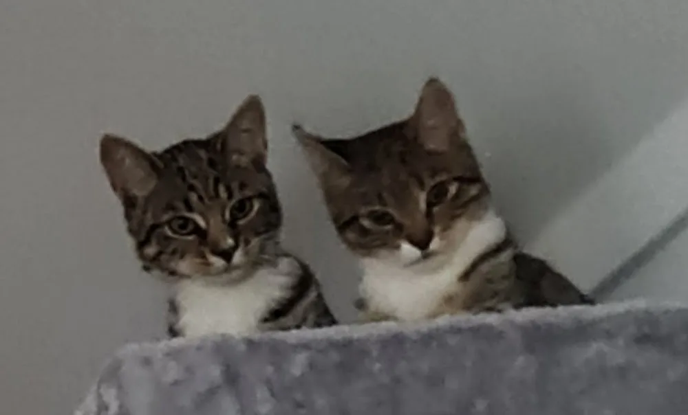 Kattenpension Op'e Streek - Drachtstercompagnie pet otel