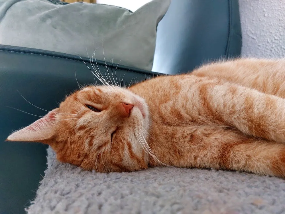 Kattenpension Op'e Streek - Drachtstercompagnie pet otel görseli 3