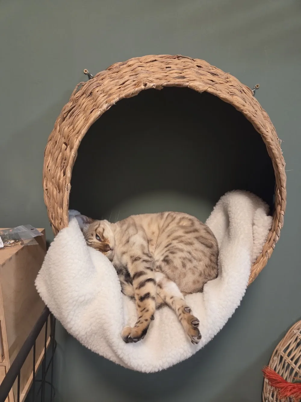 Kattenresort Katastrofe - Drachtstercompagnie pet otel görseli 3