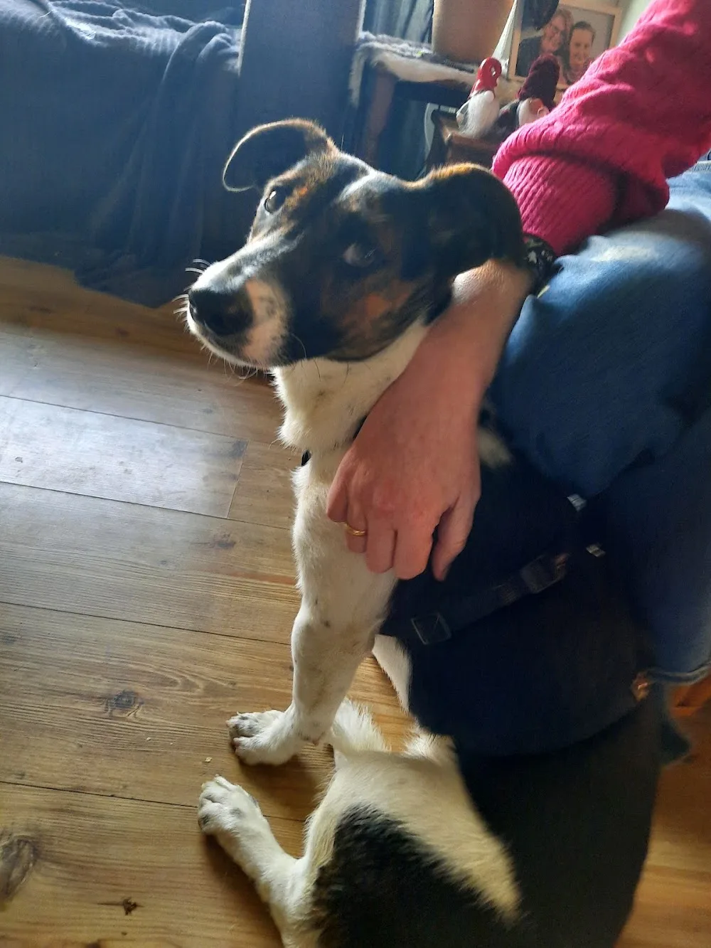 Stichting Dierencentrum Friesland - Drachtstercompagnie pet otel