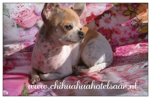 Chihuahua Hotel Saar - Drenthe pet otel