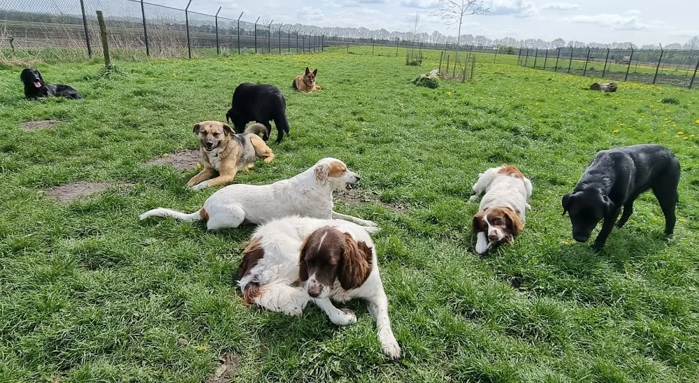 DanaDogs - Drenthe pet otel
