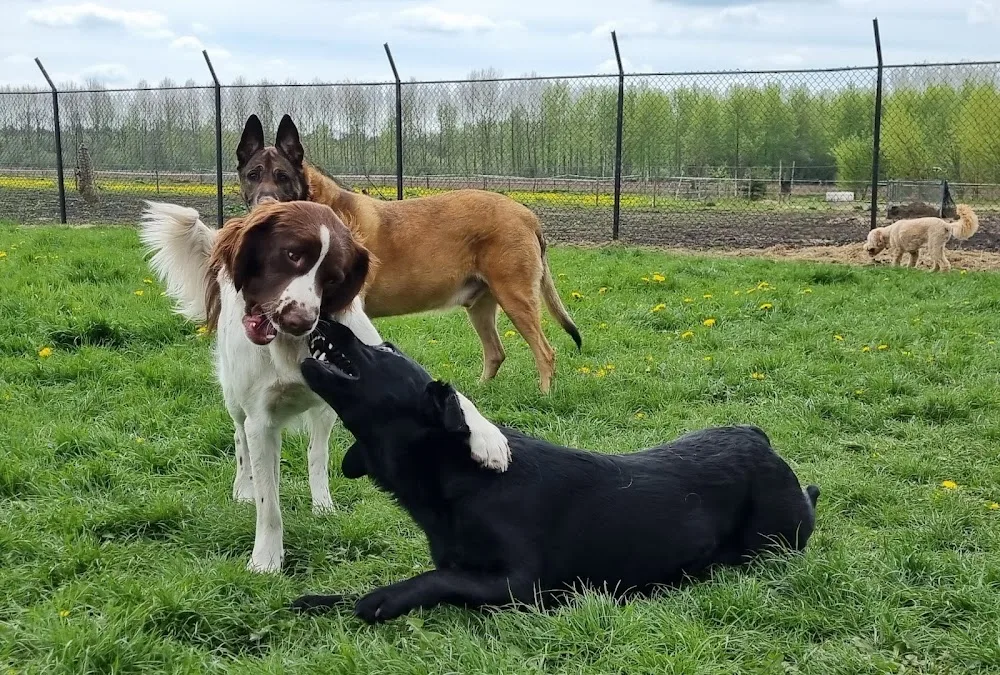 DanaDogs - Drenthe pet otel görseli 3
