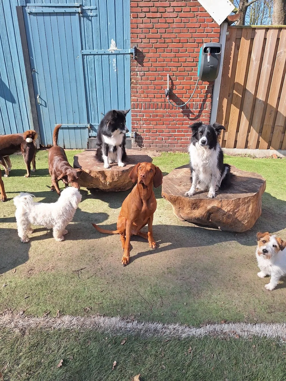 Darling Petcenter - hondenopvang - Drenthe pet otel