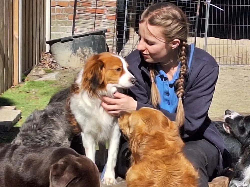 Darling Petcenter - hondenopvang - Drenthe pet otel görseli 3