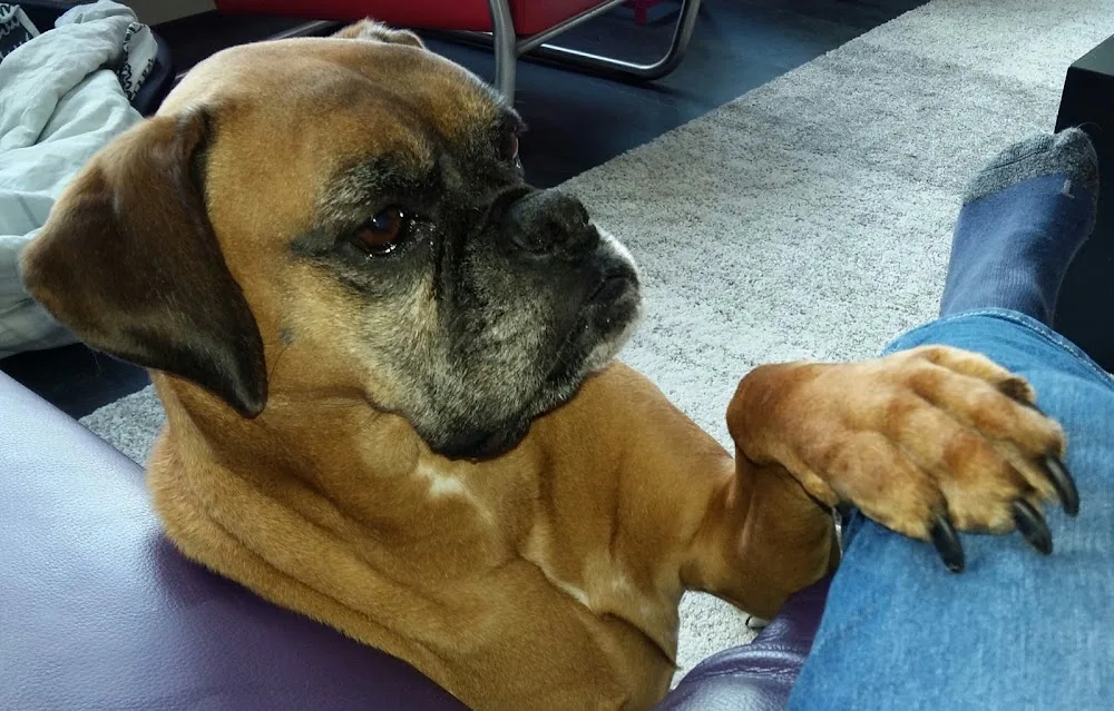 Dierenopvang Koningen - Drenthe pet otel görseli 3