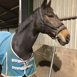 Dierenpension De Open Ruimte te Grolloo - Drenthe pet otel görseli 4