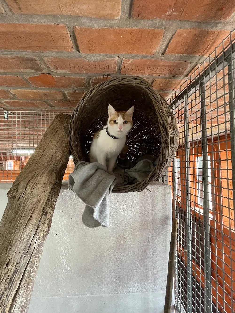 Dierenpension de Wijk - Drenthe pet otel görseli 3