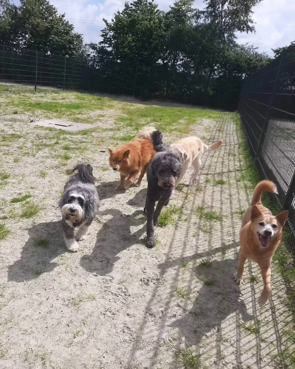 Dierenpension Happy Care - Drenthe pet otel görseli 3