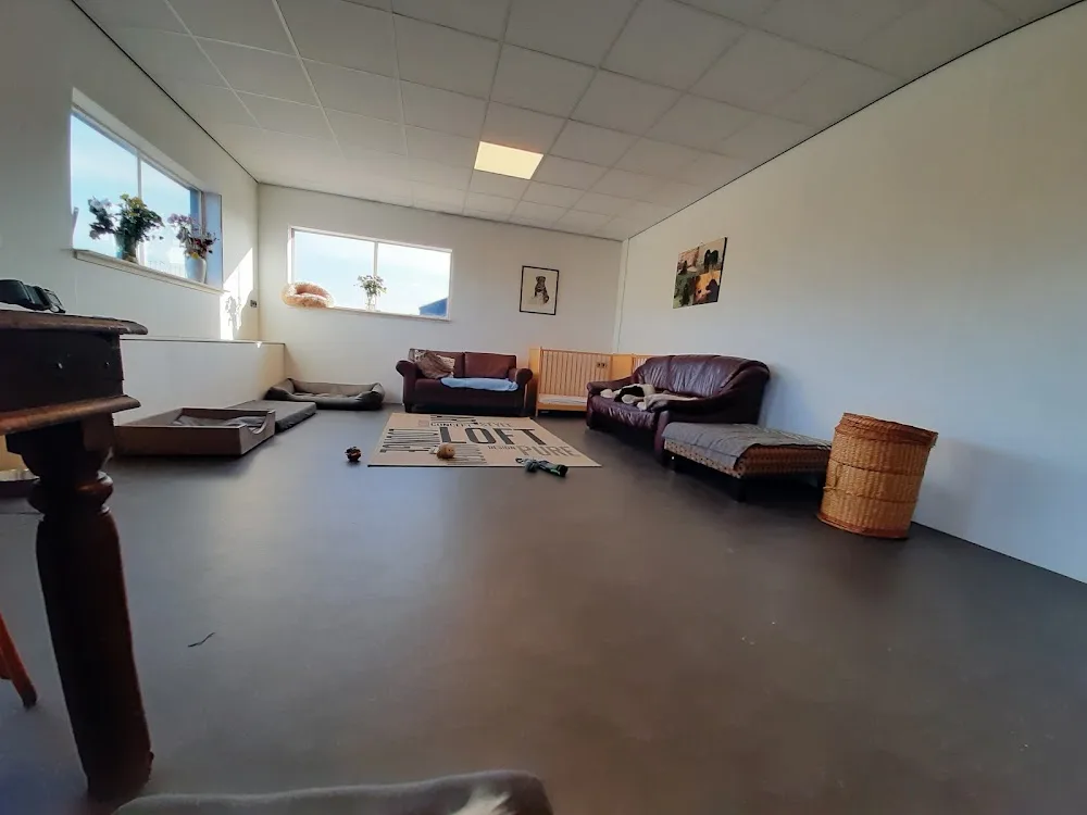 Dogs holiday - Drenthe pet otel