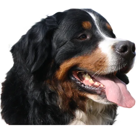 Dogs holiday - Drenthe pet otel görseli 4