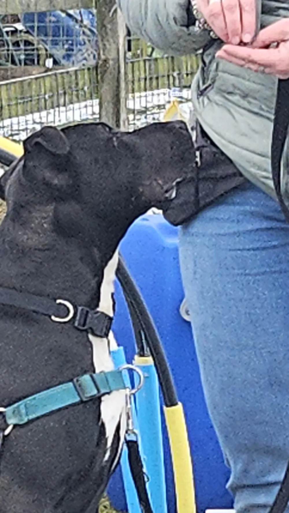 Dussboel Hondenschool / Pet Health Centrum/ Puppycursus/Gedragstherapie / Kennel Continentale Bulldog /Hondenpension - Drenthe pet otel