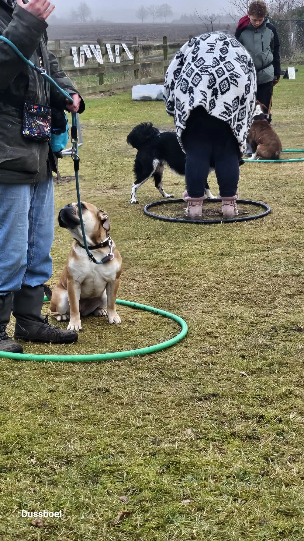 Dussboel Hondenschool / Pet Health Centrum/ Puppycursus/Gedragstherapie / Kennel Continentale Bulldog /Hondenpension - Drenthe pet otel görseli 3