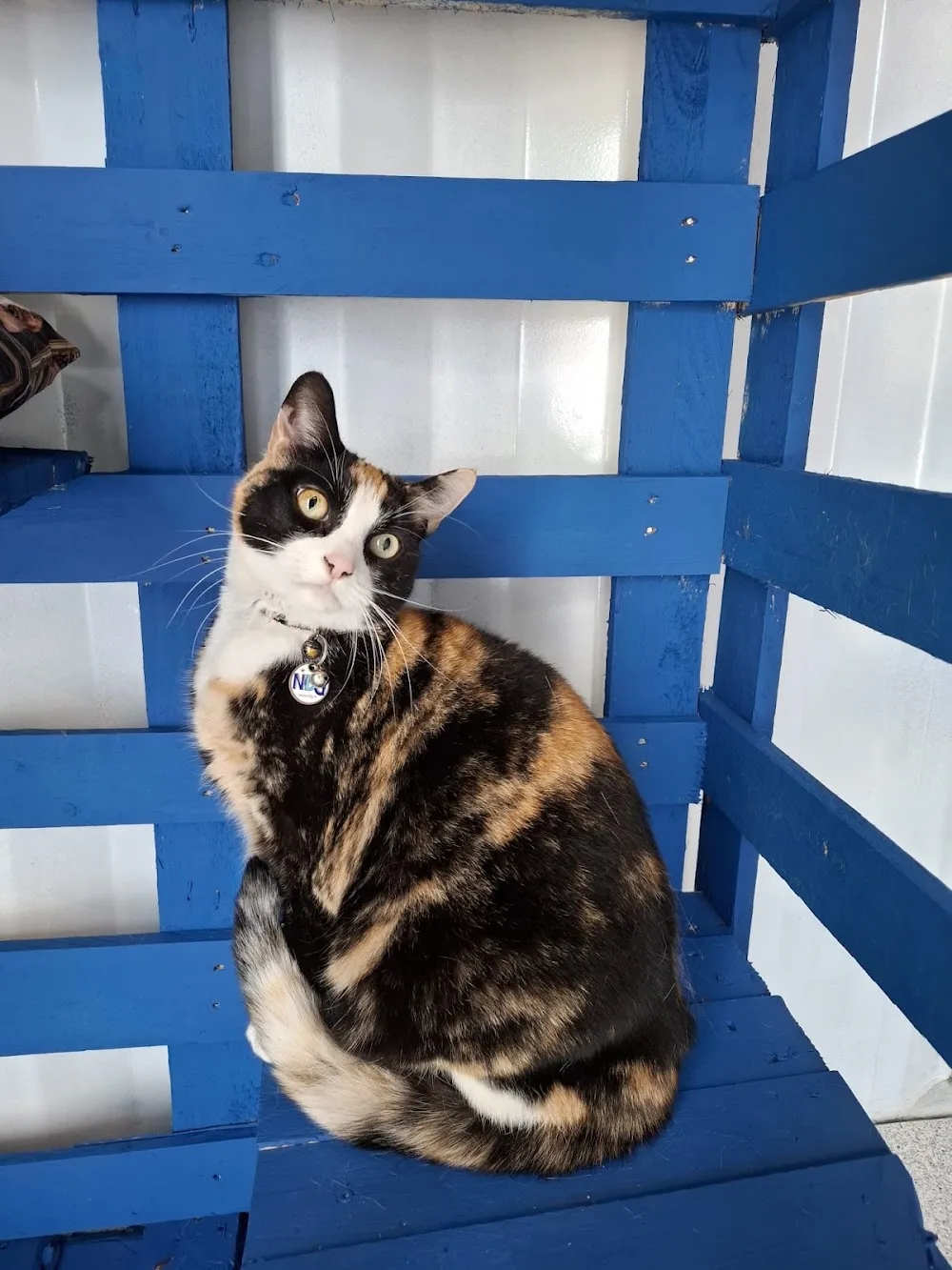 Kattenpension van Blyendael - Drenthe pet otel