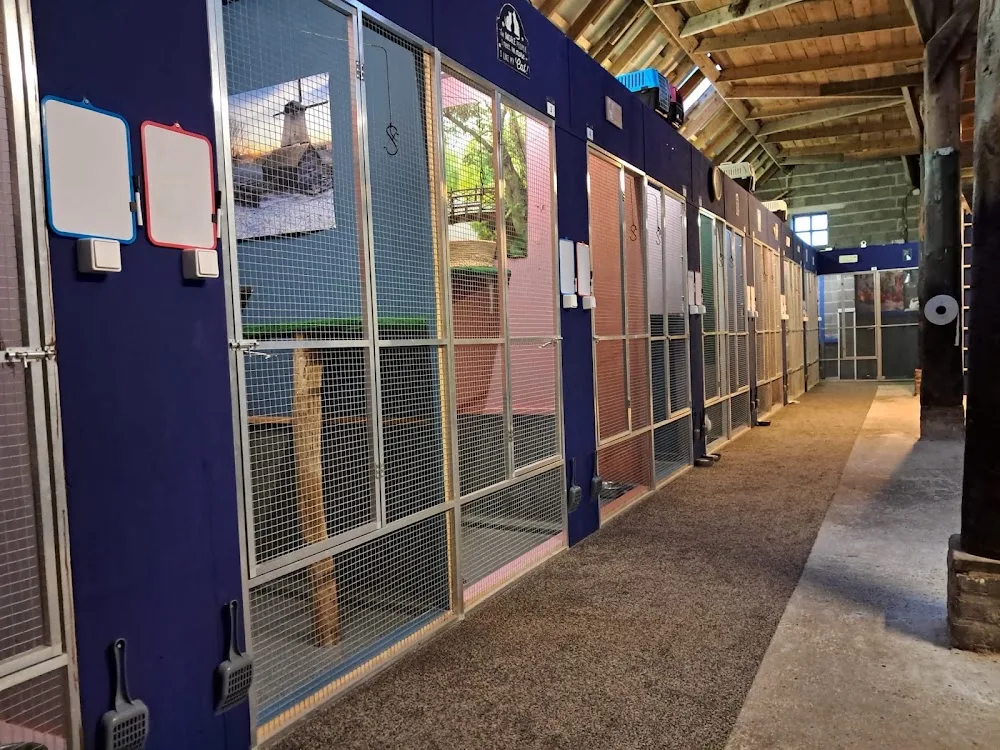 Kattenpension van Blyendael - Drenthe pet otel görseli 3
