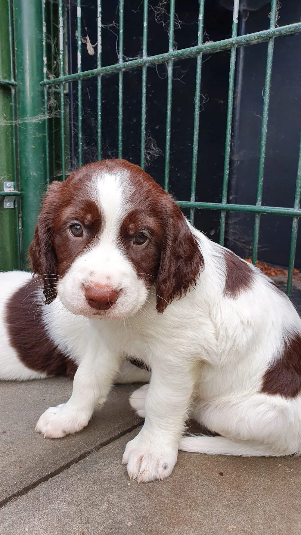 Kennel fan't Suydevelt - Drenthe pet otel