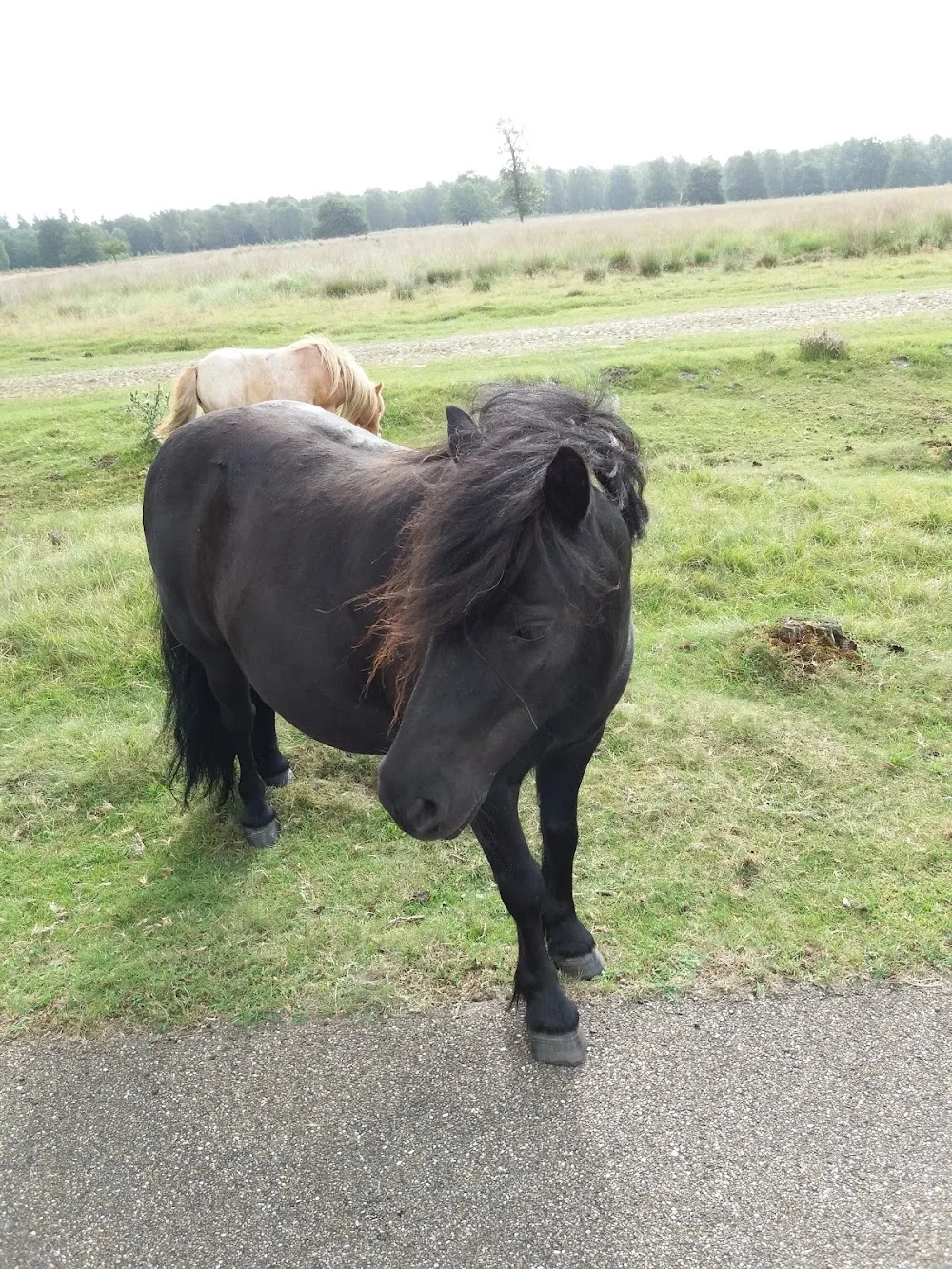 Shape-Odoorn - Drenthe pet otel görseli 3
