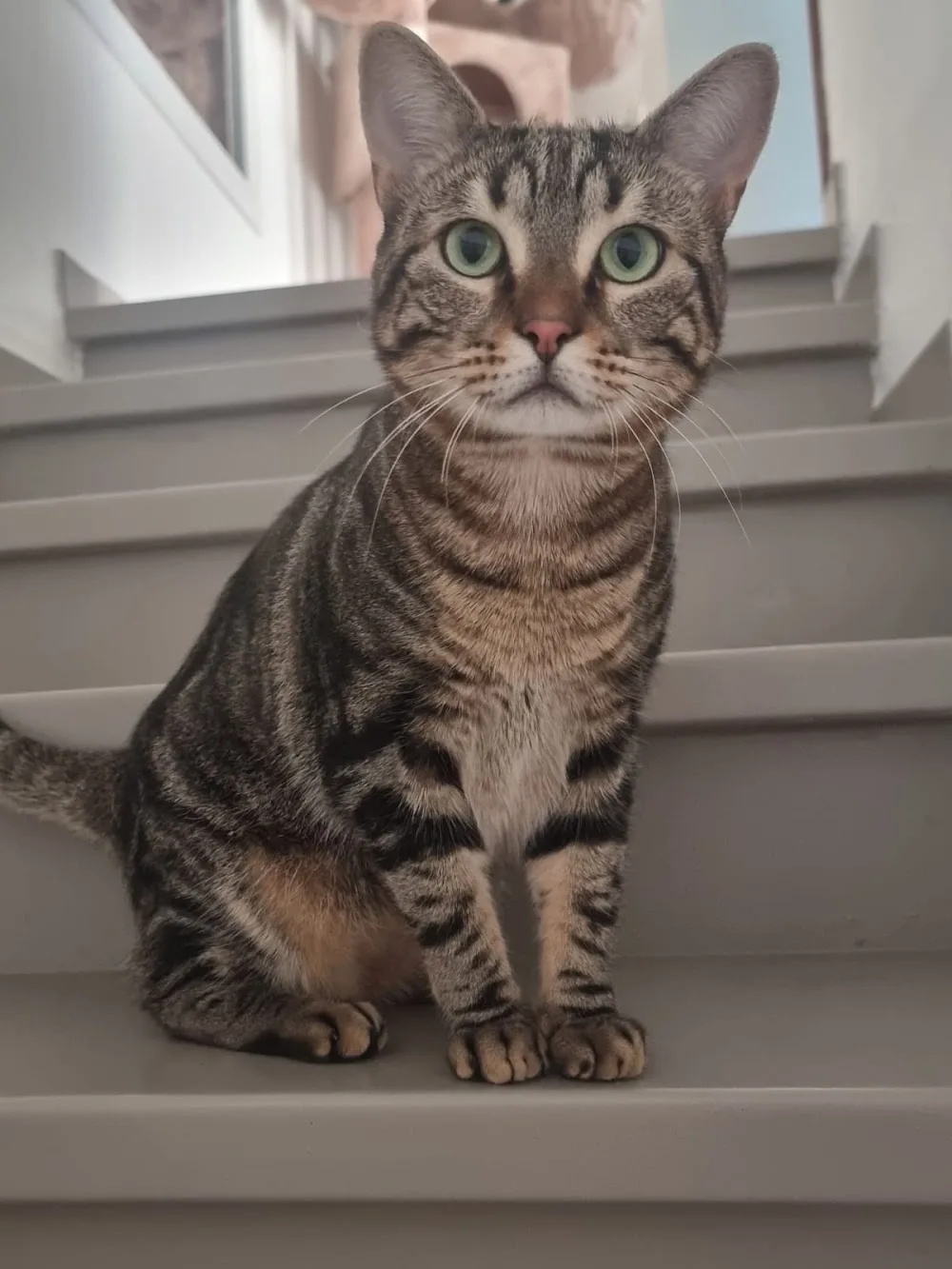Coup d'patte, Comportementaliste félin et garde de chat (26) - Drôme pet otel görseli 3
