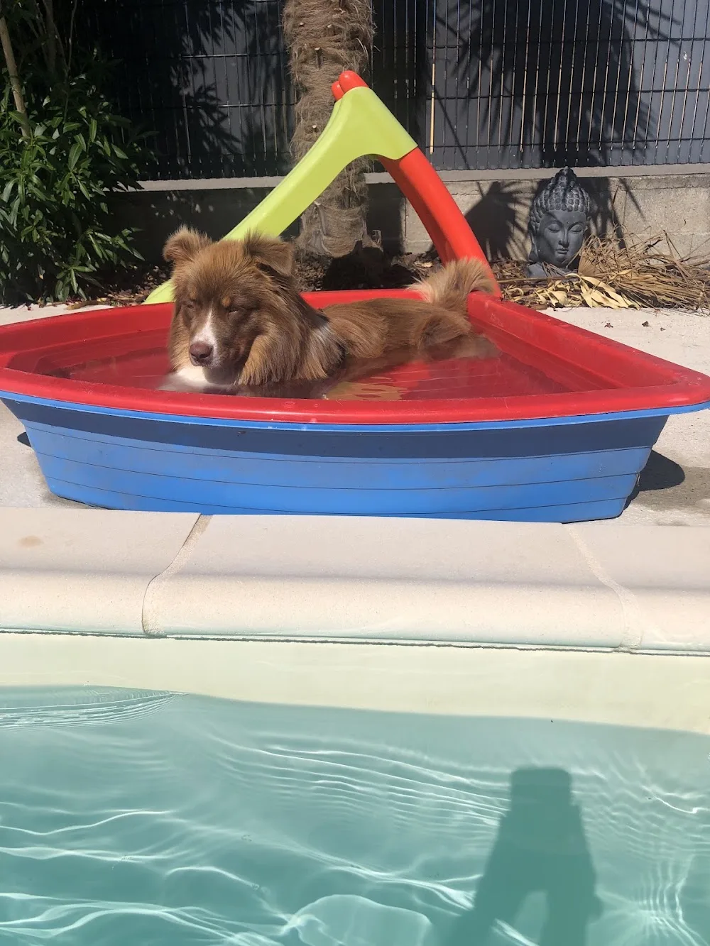 Du domaine de Staffie and yorkie - Drôme pet otel