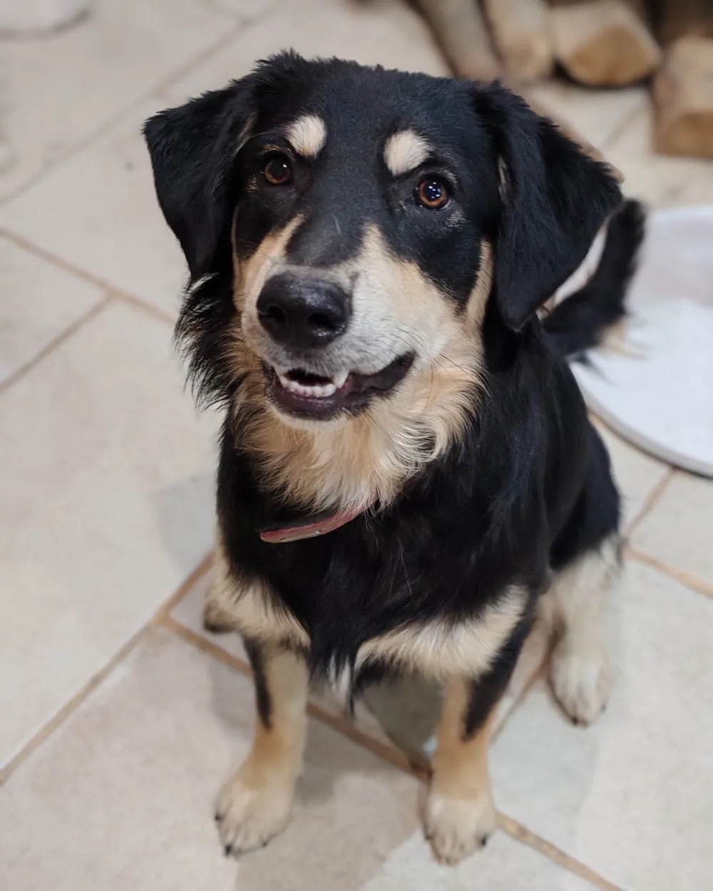 Elo Bien-être Animalier | Pension familiale canine, toilettage canin, massage canin, éducation canine - Drôme pet otel