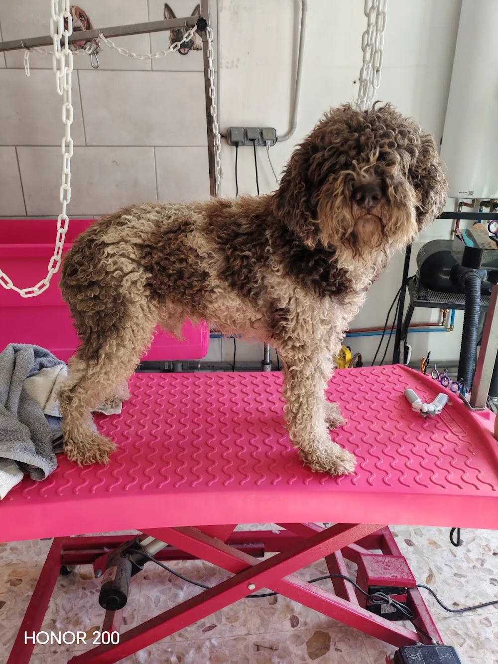Elo Bien-être Animalier | Pension familiale canine, toilettage canin, massage canin, éducation canine - Drôme pet otel görseli 3