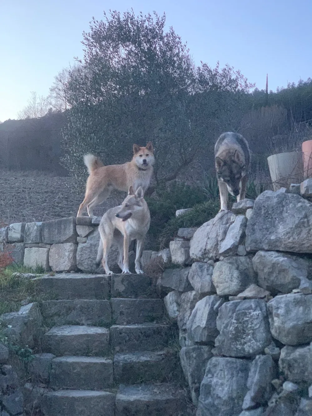 Pension Canine Zaltana - Drôme pet otel