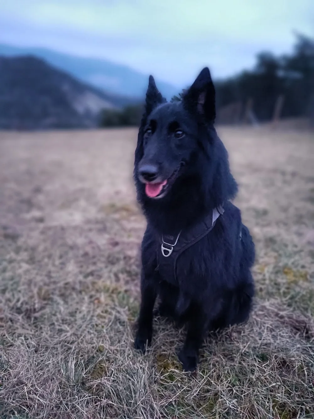 Pension Canine Zaltana - Drôme pet otel görseli 3