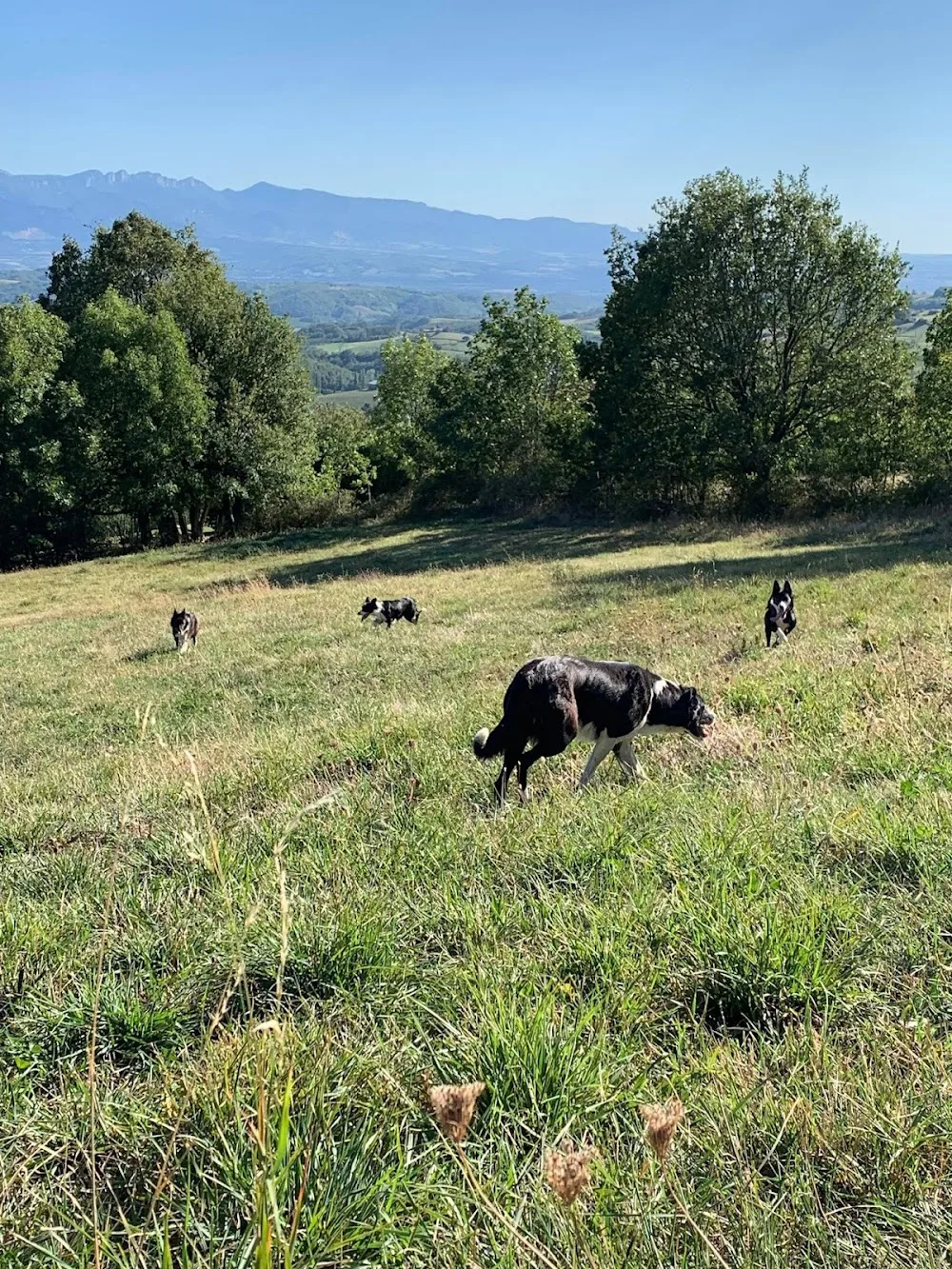 Pension des collines de b - Drôme pet otel görseli 2