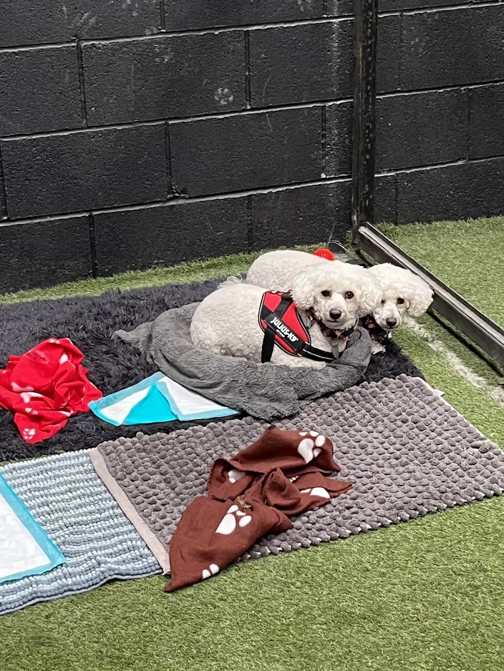 Charlie’s Dog Campus - Dublin pet otel görseli 3